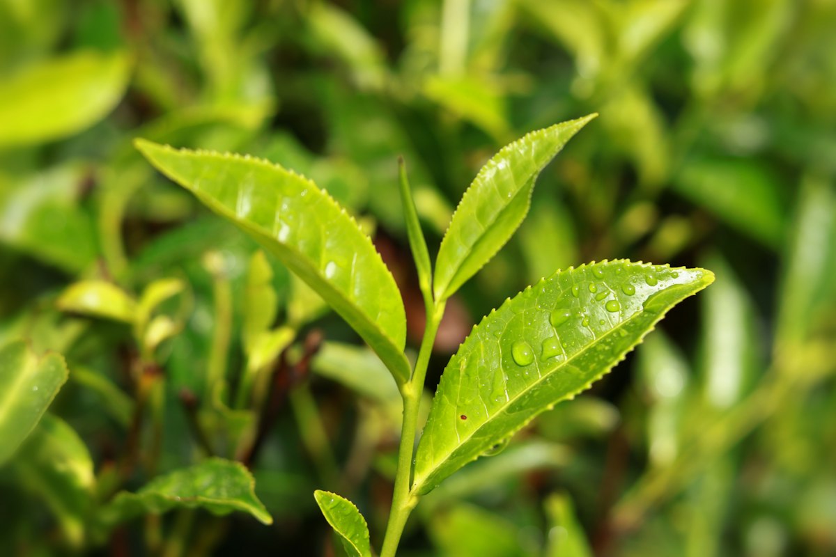 Premium Dragon Well Green Tea